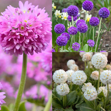 Primula Denticulata Collection