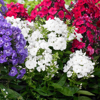 Phlox paniculata White | J Parker Dutch Bulbs