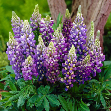 Lupin Gallery Collection 7cm