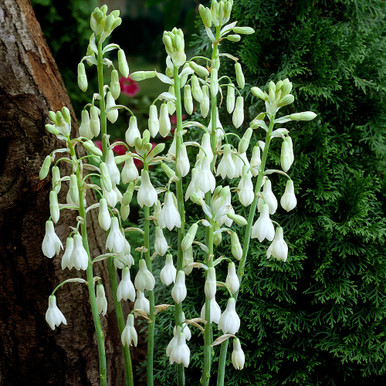 Image of Galtonia candicans in small pot on windowsill