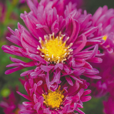 Aster novi-Belgii Collection