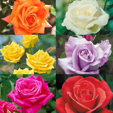 Fragrant HT Rose Collection - JParkers