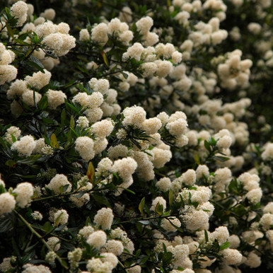 Ceanothus Collection