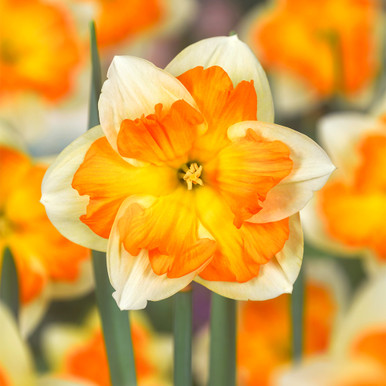 Narcissus - Narcissus七分トップス X_100_NARCISSUS_TAHITI_12_14.