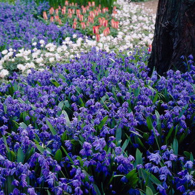 Scilla Siberica Collection