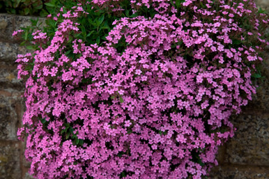Alpine Perennial Collection (A)