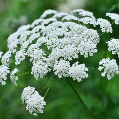 Shop Ammi Majus Seeds | J. Parker's Dutch Bulbs