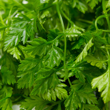 Herb Chervil