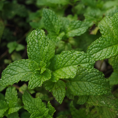 Herb Mint Egyptian