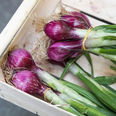 Onion - Salad - Lilia (purple)