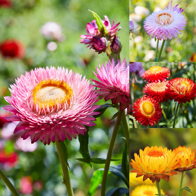 30+ Helichrysum Tall Double Mixed Colors