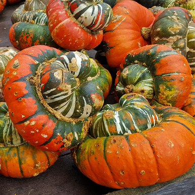 Gourds – Turks Turban