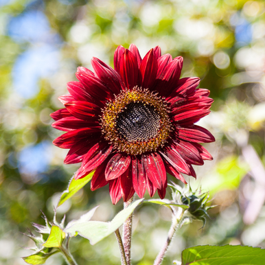 Sunflower – Red Sun