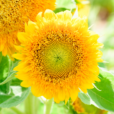 Sunflower – Teddy Bear