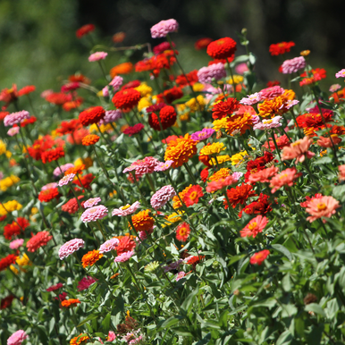 Zinnia Elegans  - Thumberlina