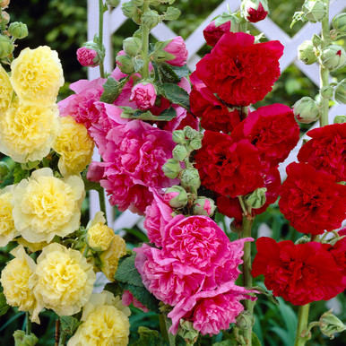 Hollyhock - Chaters double Mix