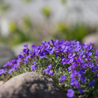 Aubretia Gracillis Rock Cress Royal Blue