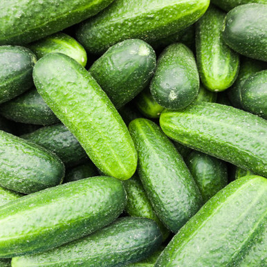 Cucumber Spacemaster