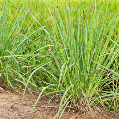 Herb Lemon Grass East Indian