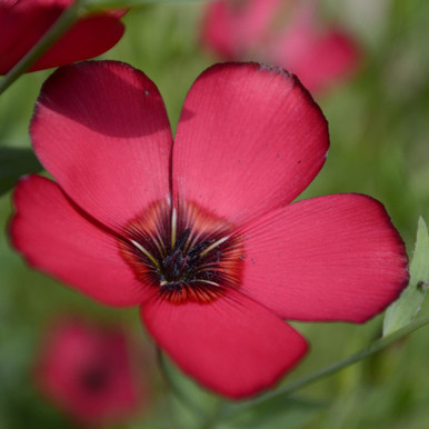 Linum Grandiflorum Rubrum - Scarlet Flax