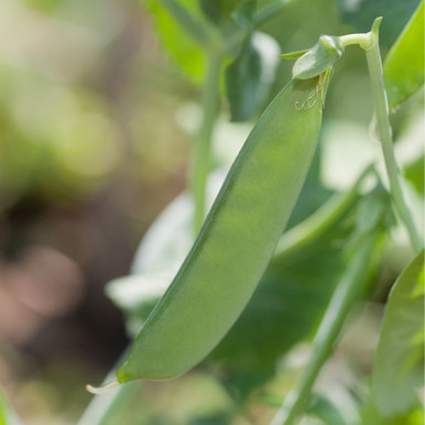 Pea Mange Touts Carouby De Muasanne