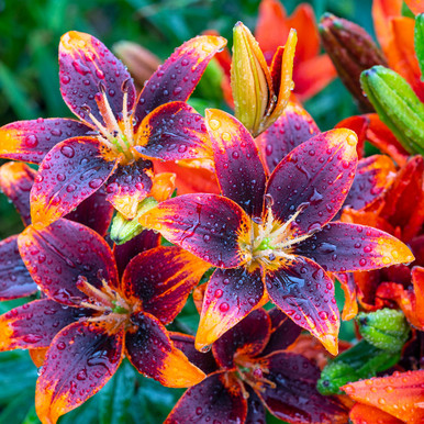 Shop Asiatic Lilies from J. Parker's