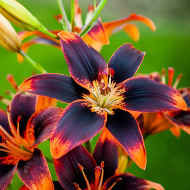 Shop Asiatic Lilies from J. Parker's