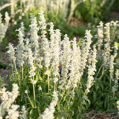 Salvia farinacea 'White Victory'