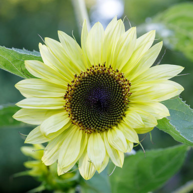 Lemon Queen Sunflower Seeds – 500 Large Vivid Yellow Blooms, Easy-Grow Annual For Full Sun