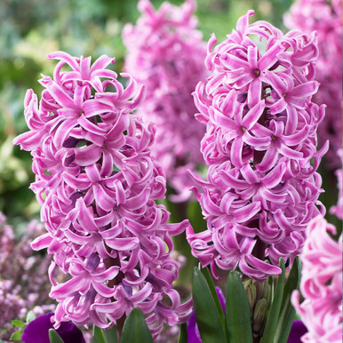 Buy Hyacinth Paul Hermann at jparkers.co.uk