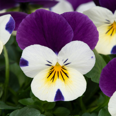 Viola_Teardrops_Cream_Purple_W