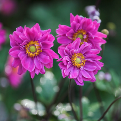 Buy Anemone hupehensis 'Prinz Heinrich' at jparkers.co.uk