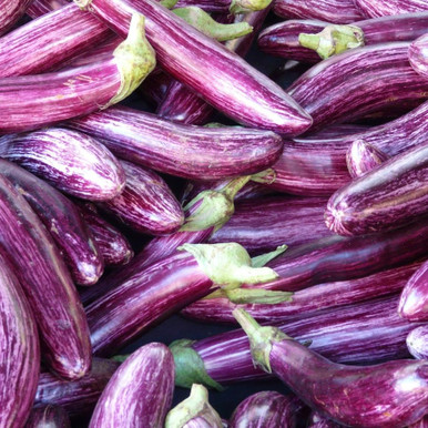 Aubergine Listada De Gandia