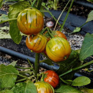 Aubergine Turkish Orange