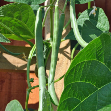Climbing French Bean Blue Lake