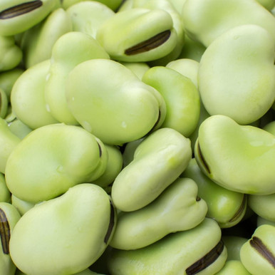 Broad Bean Aquadulce Claudia