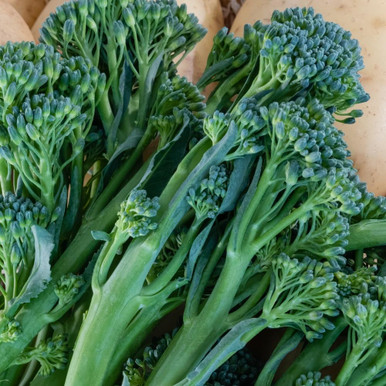 Broccoletto Quarantino Riccio