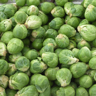 Brussels Sprout Brilliant F1