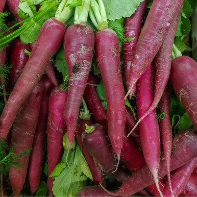 Carrot Purple Dragon