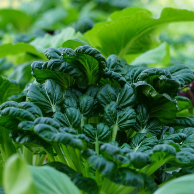 Mustard Tatsoi