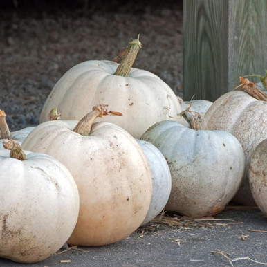 Pumpkin_White_Casper_3000321__ Pumpkin_White_Casper_3000321__