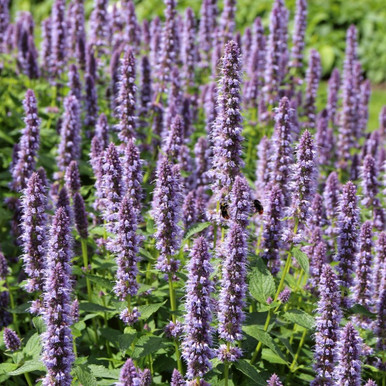 Herb Lavender Hyssop Agastache