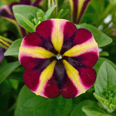 Buy Petunia Amore Fiesta for less with J. Parker's