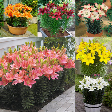 lily　25cm & 20cm おまとめ　5月10日以降発送 Buy Short Stemmed Lily Collection at jparkers.co.uk