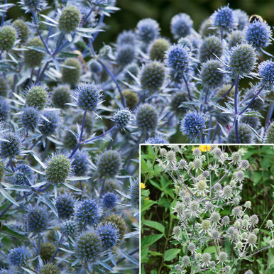 Eryngium Collection