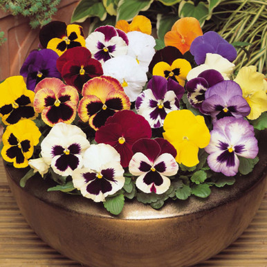 Buy Pansy Matrix Mix (Garden Ready) at jparkers.co.uk