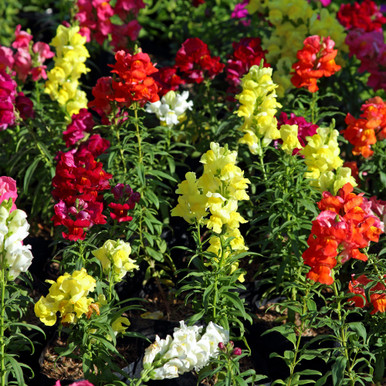 Antirrhinum Snapdragon Tetra Mixed