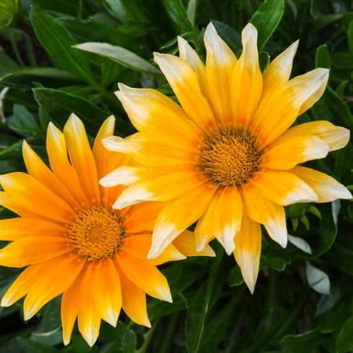 Gazania Sunny Side Up