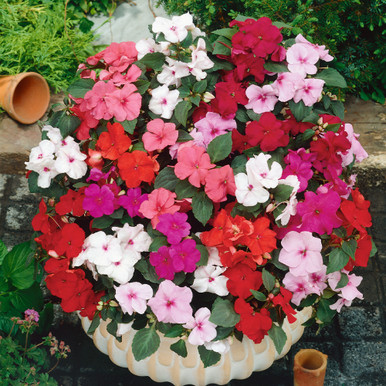 Impatiens Walleriana Busy Lizzie Baby Series Mix