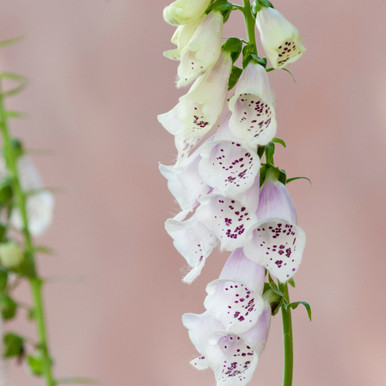 Digitalis Foxglove Alba White